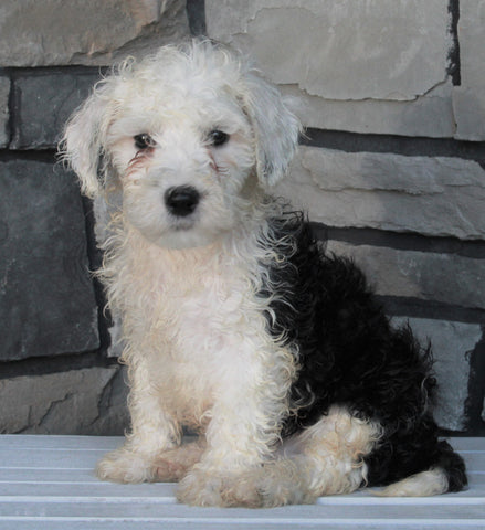 Mini Sheepadoodle For Sale Wooster OH-Male Dodger