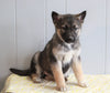 German Shepherd/ Siberian Husky Mix For Sale Millersburg, OH Female- Bella