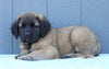 English Mastiff For Sale Fredericksburg, OH Male- Buster