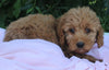 Mini Goldendoodle For Sale Millersburg OH Female-Petunia
