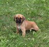 Puggle For Sale Sugarcreek OH Male-Bandit