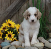 Medium F1BB Goldendoodle For Sale Millersburg OH Male-Duke