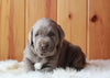 AKC Registered Silver Labrador Retriever For Sale Fredericksburg, OH Male- Blaze