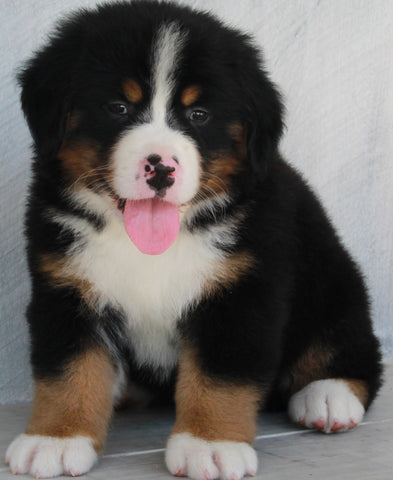 AKC Registered Bernese Mountain Dog For Sale Millersburg OH -Male Maverick