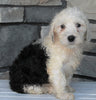 Mini Sheepadoodle For Sale Wooster OH-Male Dodger