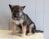 German Shepherd/ Siberian Husky Mix For Sale Millersburg, OH Female- Bella