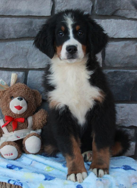 AKC Registered Bernese Mountain Dog For Sale Brinkhaven OH Male-Bullet