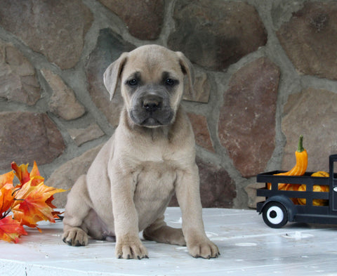 AKC Registered Cane Corso For Sale Wooster OH Female-Daphne