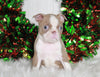 AKC Registered Boston Terrier For Sale Wooster, OH Male- Max