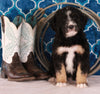 Bernedoodle For Sale Sugarcreek OH Female-Callie