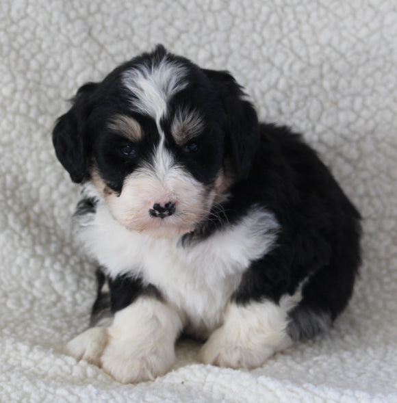 Bernedoodle For Sale Dundee OH Male-Rocky