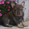 AKC Registered French Bulldog For Sale Millersburg OH -Female Suetta