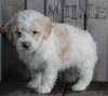 AKC Registered Moyen Poodle For Sale Wooster OH Male- Frankie