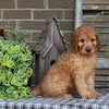 Medium F1BB Goldendoodle For Sale Millersburg OH Female-Dawn