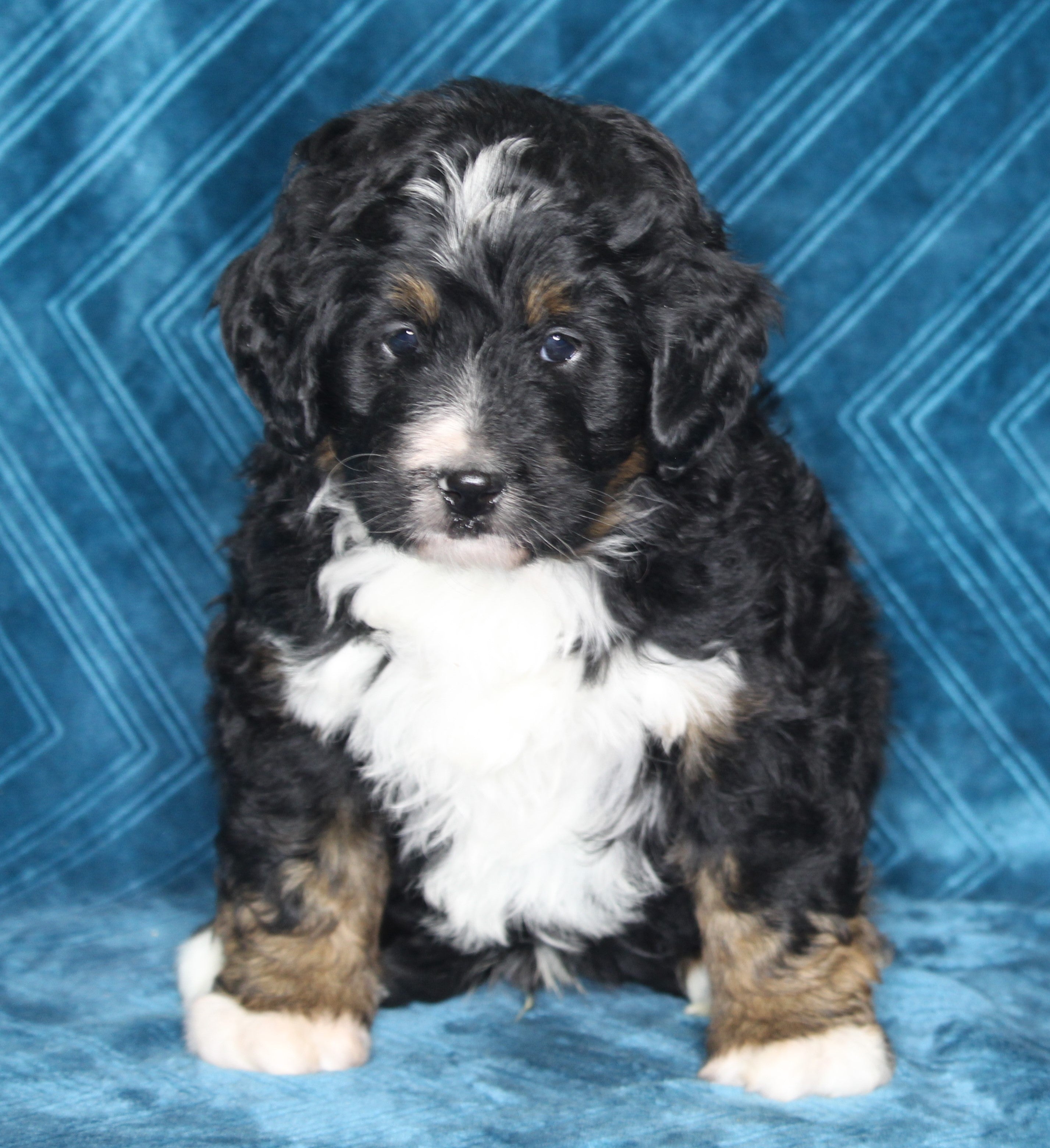 Mini Bernedoodle For Sale Dundee OH Male-Asher – AC Puppies LLC