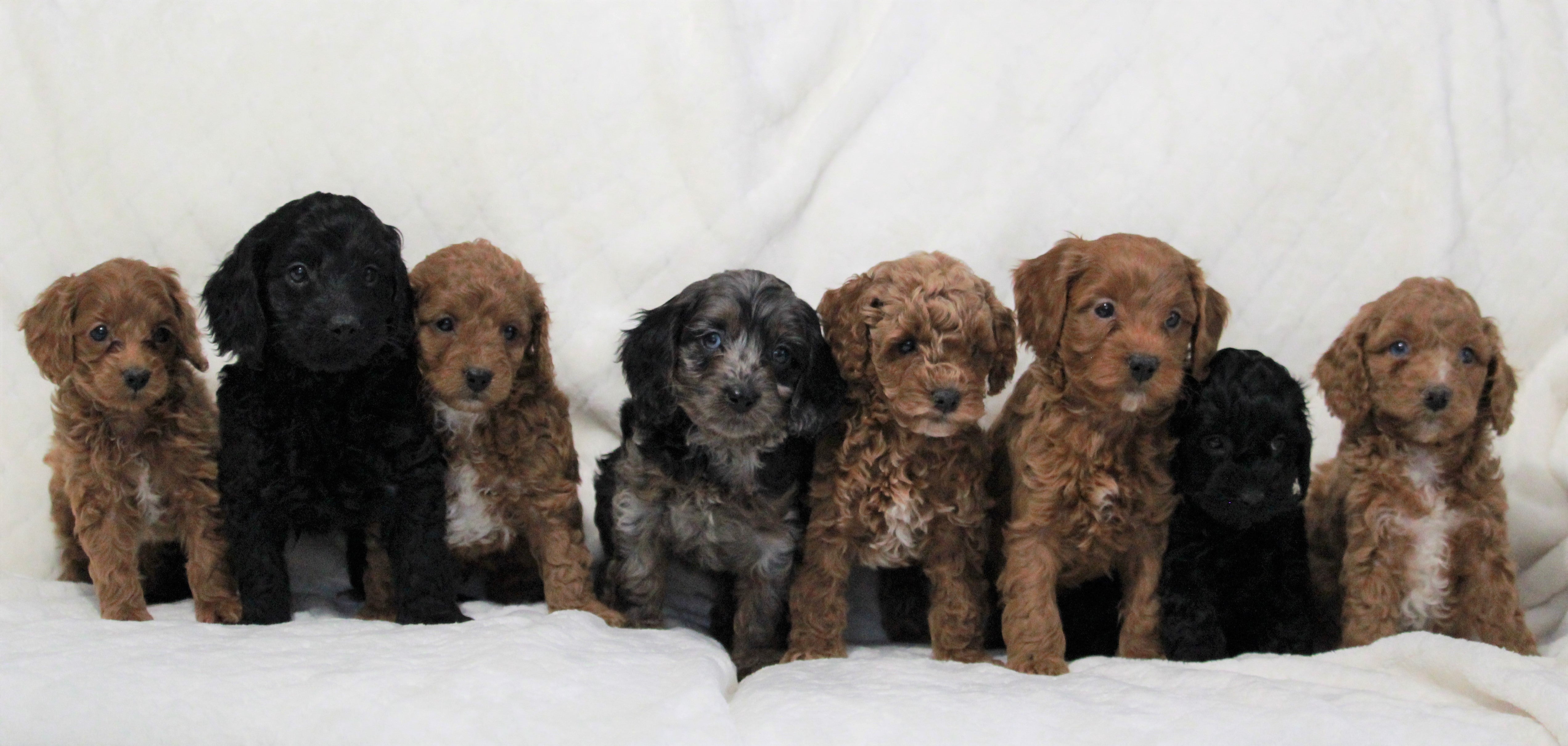 Cockapoo Oreo Cockapoo For Sale Millersburg, OH Female- Oreo – AC Puppies LLC