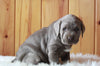 AKC Registered Silver Labrador Retriever For Sale Fredericksburg, OH Male- Blaze