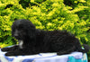 Mini Aussiedoodle For Sale Fresno OH Female-Melissa