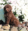 F1B Medium Labradoodle For Sale Millersburg OH Female-Fanny