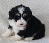 Bernedoodle For Sale Dundee OH Male-Rocky