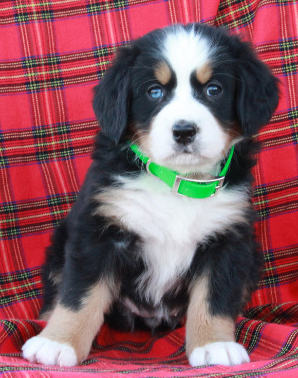 AKC Registered Bernese Mountain Dog For Sale Sugarcreek OH Female-Abigail