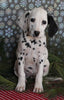 Dalmation For Sale Millersburg OH Female-Miracle