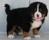 AKC Registered Bernese Mountain Dog For Sale Millersburg OH -Male Maverick