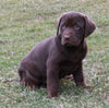 ACA Registered Labrador Retriever For Sale Sugarcreek OH Male-Bentley
