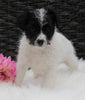 Jackapoo For Sale Apple Creek OH Female-Bella