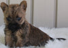 AKC Registered Cairn Terrier For Sale Millersburg OH -Male Weston