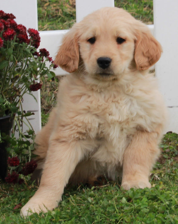 AKC Registered Golden Retriever For Sale Fredericksburg OH Female-Bekah