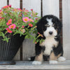 Mini Bernedoodle For Sale Sugarcreek OH Male-Boots