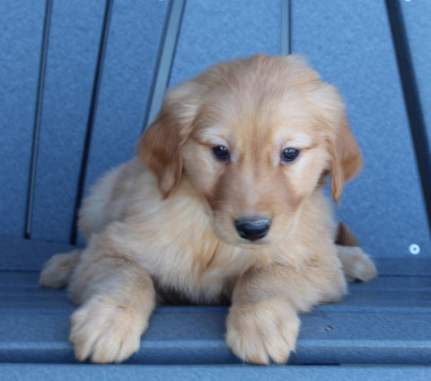 AKC Registered Golden Retriever For Sale Millersburg OH Female-Cookie