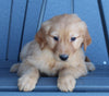 AKC Registered Golden Retriever For Sale Millersburg OH Female-Cookie