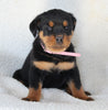 Rottweiler For Sale Fredericksburg OH Female-Bailey