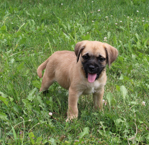 Puggle For Sale Sugarcreek OH Female-Ivy