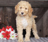 Mini F1BB Labradoodle For Sale Millersburg, OH Female- Zinnia