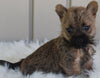AKC Registered Cairn Terrier For Sale Millersburg OH -Male Weston