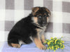 AKC Registered German Shepherd For Sale Millersburg, OH Male- Kordell