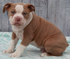 OIEBA Registered Olde English Bulldog For Sale Adamsville, OH Male- Beau