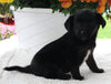 Terrier Mix For Sale Baltic OH Female-Gracie