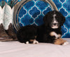 Bernedoodle For Sale Sugarcreek OH Female-Callie