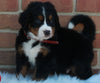 AKC Registered Bernese Mountain Dog For Sale Sugarcreek OH Male -Conner