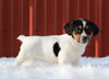 Jack Russell Terrier For Sale Fredericksburg, OH Female- Grace
