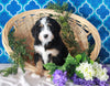 Bernedoodle For Sale Sugarcreek, OH Female- Callie