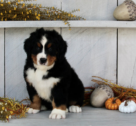 AKC Registered Bernese Mountain Dog For Sale Millersburg OH Male-Rusty
