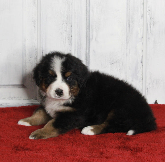 AKC Registered Bernese Mountain Dog For Sale Millersburg OH Male-Moose