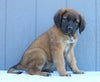 English Mastiff For Sale Fredericksburg, OH Female- Tonya