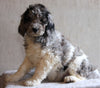 AKC Registered Standard Poodle For Sale Millersburg OH Female-Cammi