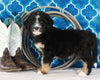 Bernedoodle For Sale Sugarcreek OH Female-Callie